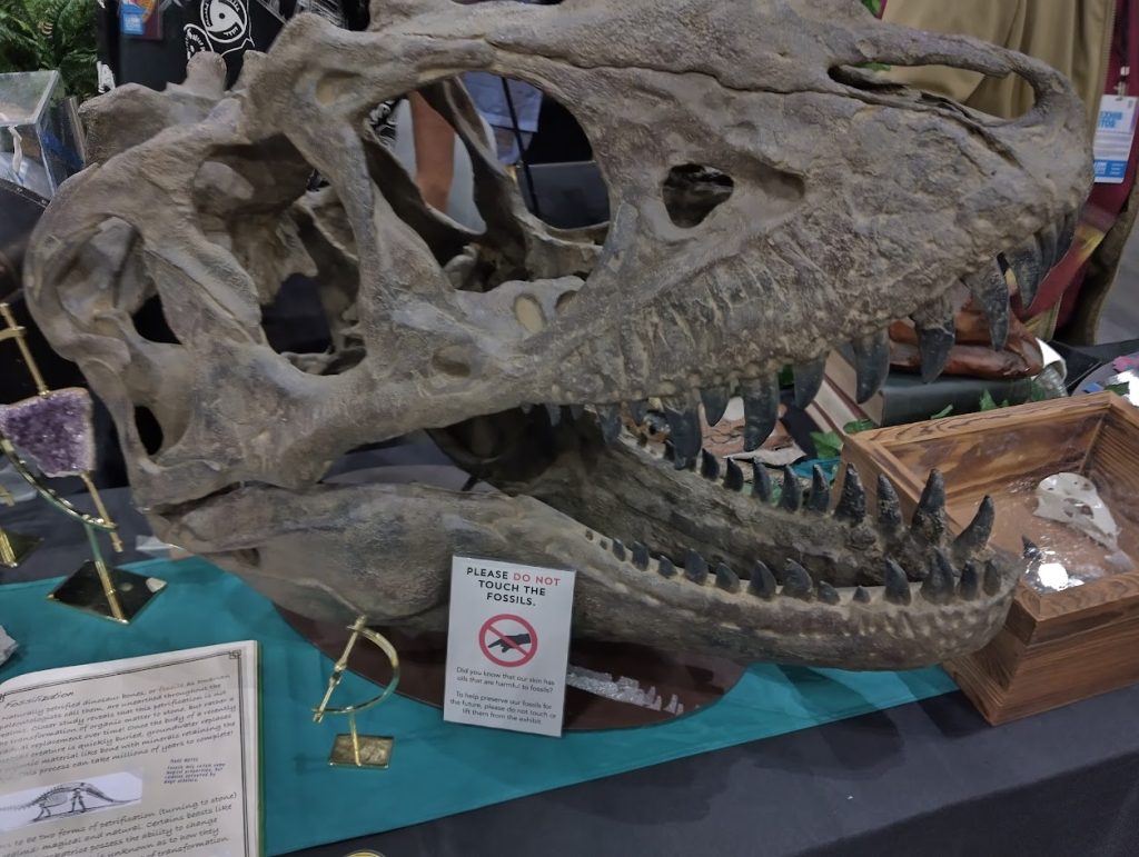 Shield Fern Guild's Museum of Natural Wonders T-rex skull.