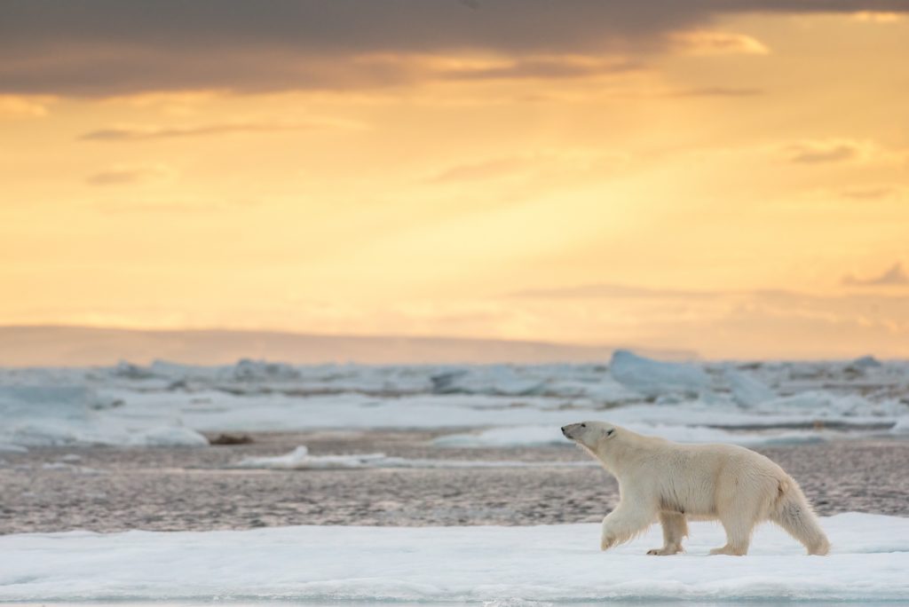 Disneynature’s POLAR BEAR - Photo by Jeff Wilson. ©2022 Disney Enterprises, Inc. All Rights Reserved.