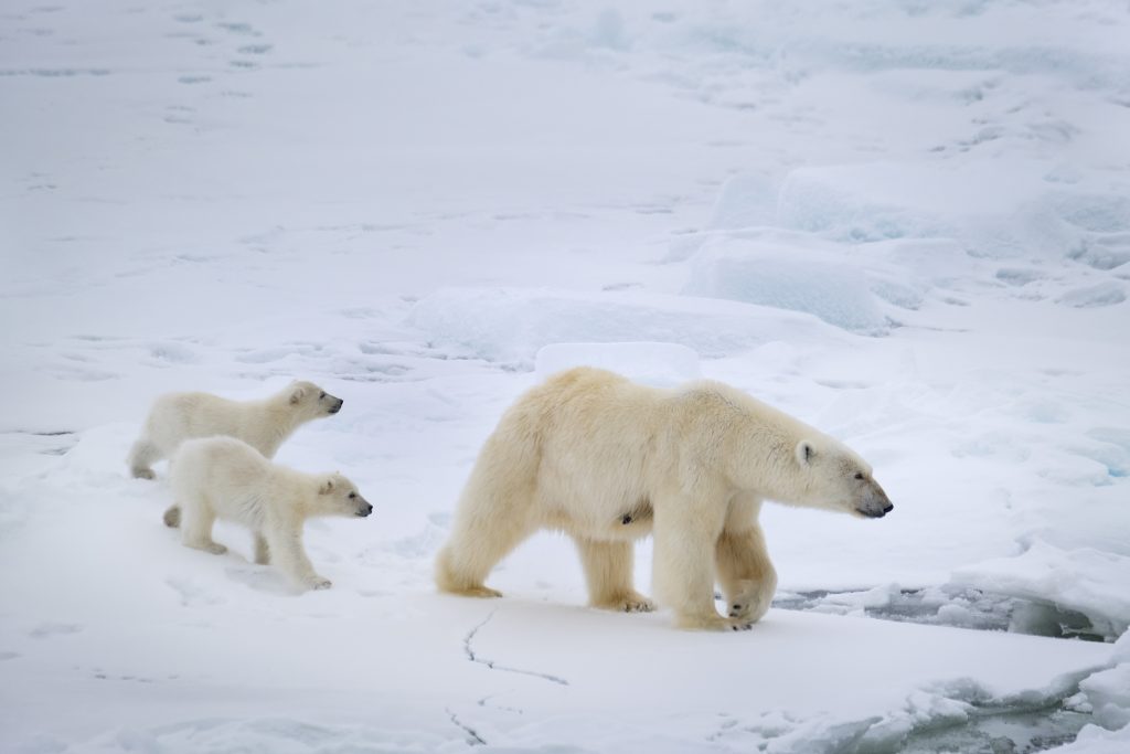 Polar Bear on Disney+